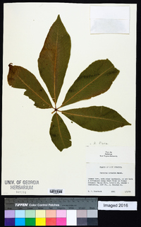 Aesculus flava image