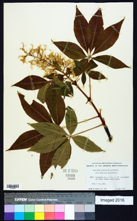 Aesculus glabra image