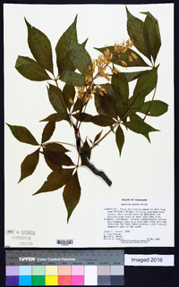 Aesculus glabra image