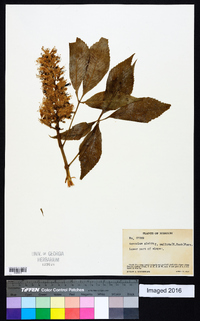 Aesculus glabra image