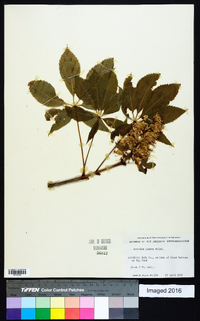 Aesculus glabra image