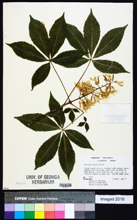 Aesculus glabra image