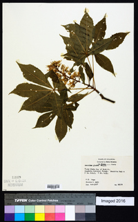 Aesculus glabra image