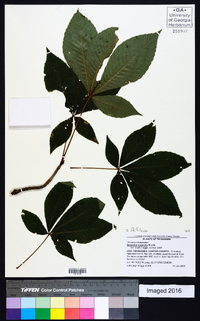 Aesculus flava image