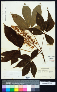 Aesculus parviflora image