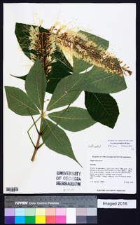 Aesculus parviflora image