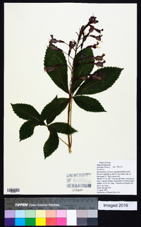 Aesculus pavia var. pavia image