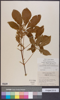 Aesculus sylvatica image