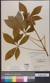 Aesculus sylvatica image