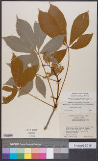 Aesculus sylvatica image