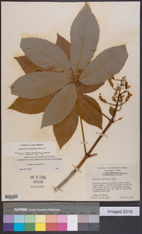 Aesculus sylvatica image