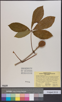 Aesculus sylvatica image