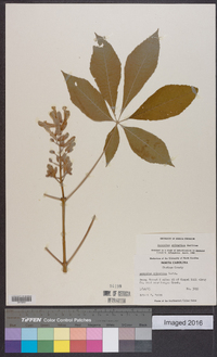 Aesculus sylvatica image