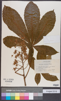 Aesculus turbinata image