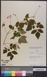 Cardiospermum grandiflorum image