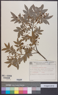 Diatenopteryx sorbifolia image