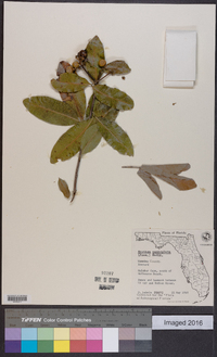 Exothea paniculata image