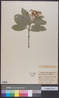 Exothea paniculata image