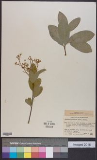 Exothea paniculata image