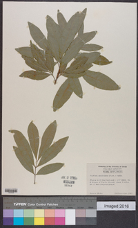 Exothea paniculata image