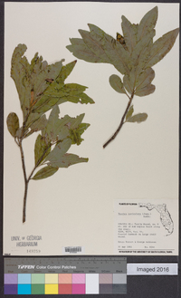 Exothea paniculata image