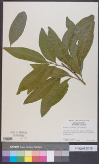 Exothea paniculata image