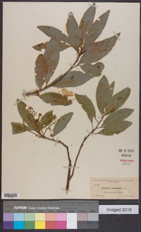 Exothea paniculata image