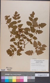 Koelreuteria paniculata image