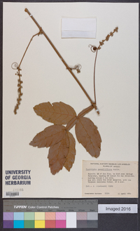 Paullinia sessiliflora image