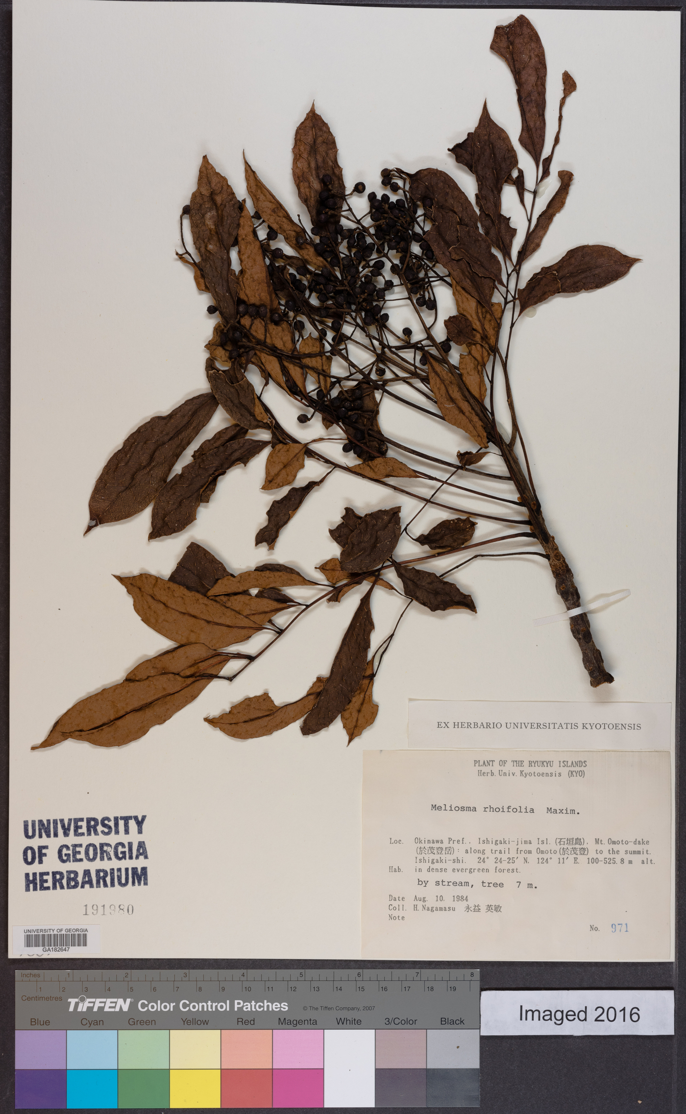 Meliosma rhoifolia image