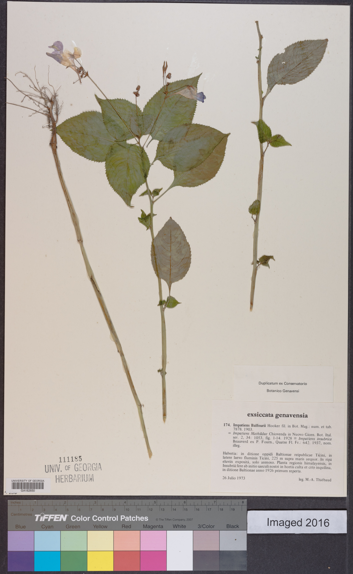 Impatiens balfourii image