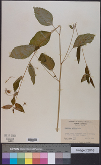 Impatiens pallida image