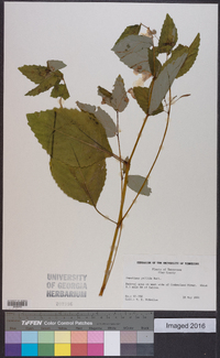 Impatiens pallida image