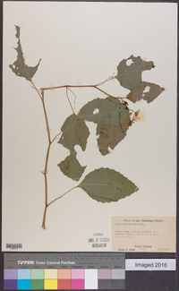 Impatiens pallida image