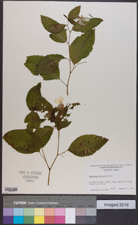 Impatiens pallida image