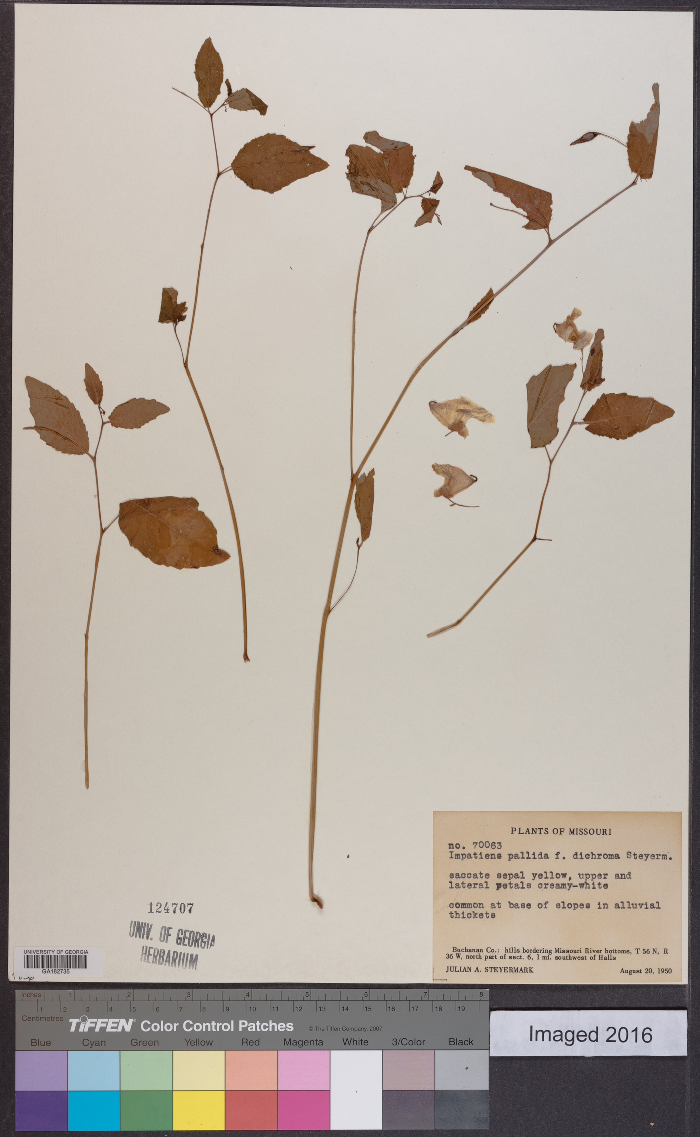 Impatiens pallida f. dichroma image