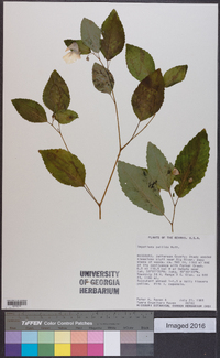 Impatiens pallida image