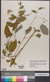 Impatiens pallida image