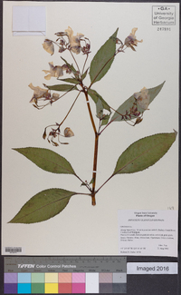 Impatiens glandulifera image