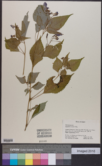 Impatiens textorii image