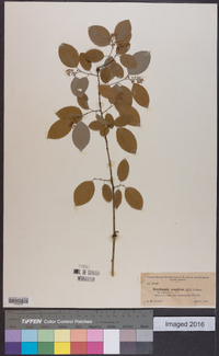 Berchemia scandens image