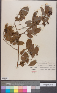 Berchemia scandens image