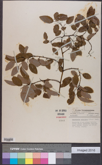 Berchemia scandens image