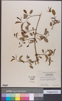 Berchemia scandens image