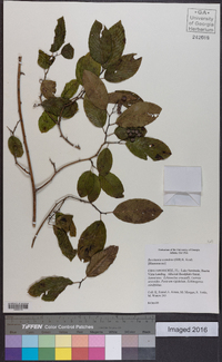 Berchemia scandens image