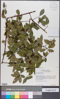 Berchemia scandens image