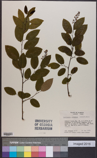 Berchemia scandens image