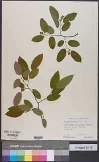 Berchemia scandens image