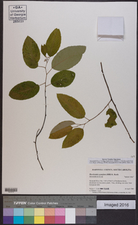 Berchemia scandens image