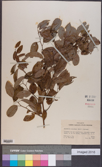 Berchemia scandens image